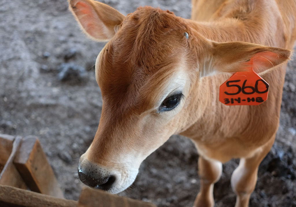 Straight To The Source: Southern Oaks Jersey Farm